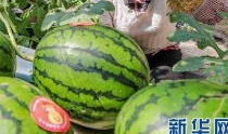 蔚县吃瓜事件最新爆料信息,最新爆料揭露惊人内幕